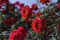 Many blooming red roses in the garden