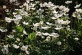 Many blooming white flowers Anemon