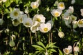 Many blooming white flowers Anemon.