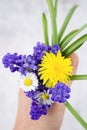 Small bouquet with blue muscari ,daisy and yellow dandelion with leafs in hands.