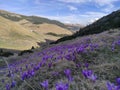 Blossomed crocuses on alpine valley in Romania