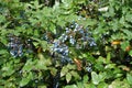 Many blue berries of Mahonia aquifolium