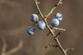 Many blue blackthorn Prunus spinosa or sloe berries on the old branch on the nice bokeh. Royalty Free Stock Photo