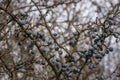 Many blue blackthorn Prunus spinosa or sloe berries on the old branch on the nice bokeh. Royalty Free Stock Photo