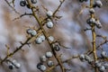 Many blue blackthorn Prunus spinosa or sloe berries on the old branch on the nice bokeh Royalty Free Stock Photo