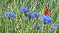 Many blue cornflowers or basket flowers blossoming