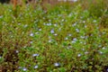 Many blue flowers of corn speedwell with selective focus and copy space, also called veronica arvensis or Feld Ehrenpreis Royalty Free Stock Photo