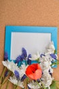 Many blue grape hyacinth, white chrysanthemum and red tulip open Royalty Free Stock Photo