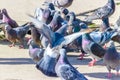 A flock of blue-pearl pigeons on the asphalt
