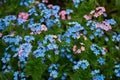 Many blue and pink forget-me-not flowers