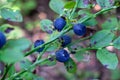 Many blueberries growing in the forest