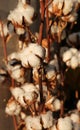 Many boll of white cotton in the intensive cultivation of cotton