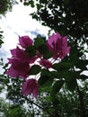 Many Bougainvillea flowers swaying in the wind Royalty Free Stock Photo