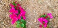 Many Bougainvillea, Red or Pink flower on dry straw floor, ground or land with copy space. Royalty Free Stock Photo