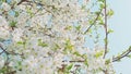 Many branches of Cherry blossom swaying in the wind.