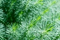 Many branches of coniferous ornamental plants with green needles.