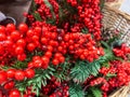 Many branches of Holly berries as a symbol of christmas and new year celebration