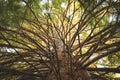 Many Branches Royalty Free Stock Photo