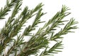 Many branches of rosemary lie on a white background. Royalty Free Stock Photo