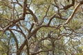 Many branches of stringybark, Eucalyptus growing in the forest i