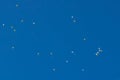 Many bright baloons in the blue sky Royalty Free Stock Photo