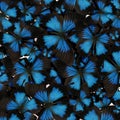 Many bright Ulysses butterflies as background