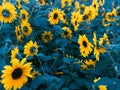 Sunflower Photo pattern