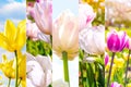 Many bright colorful blooming tulip flowers in the garden in summer day as a floral collage. Royalty Free Stock Photo