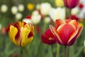 Many bright and colorful tulips bloom in the spring garden. Orange, white, pink and red tulips, flowers. Floral background Royalty Free Stock Photo