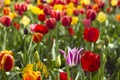 Many bright and colorful tulips bloom in the spring garden. Orange, white, pink and red tulips, flowers. Floral background Royalty Free Stock Photo