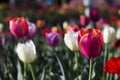 Many bright and colorful tulips bloom in the spring garden. White, pink and red tulips, flowers. Floral background Royalty Free Stock Photo