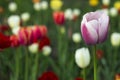 Many bright and colorful tulips bloom in the spring garden. White, pink and red tulips, flowers. Floral background Royalty Free Stock Photo