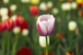 Many bright and colorful tulips bloom in the spring garden. White, pink and red tulips, flowers. Floral background Royalty Free Stock Photo