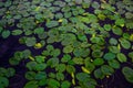 many bright green leaves of water lilies with yellow flowers in dark blue pond with reflected sky Royalty Free Stock Photo