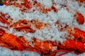 Many Bright Orange Cooked Lobsters Packed in Ice Royalty Free Stock Photo