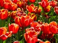 Many Bright Red Orange Tulips in Garden Royalty Free Stock Photo