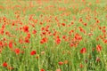 Many bright red poppies growing in unripe wheat field Royalty Free Stock Photo