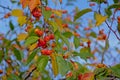 Many bright red winterberries and green and yellow leafs on a clear blue sky Royalty Free Stock Photo