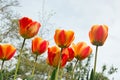 A group of bright red and yellow tulip flowers, Tulipa, blooming in the spring sunshine, view from below looking up Royalty Free Stock Photo