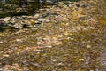 Many bright yellow autumn leaves float on a water surface Royalty Free Stock Photo