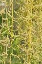 Yellow willow branches with leaves and wilting flowers .