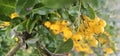 Many bright yellow firethorn berries (Pyracantha coccinea \'Soleil d\'Or\') hang on a bush Royalty Free Stock Photo