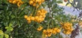 Many bright yellow firethorn berries (Pyracantha coccinea \'Soleil d\'Or\') hang on a bush Royalty Free Stock Photo