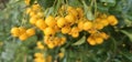 Many bright yellow firethorn berries (Pyracantha coccinea \'Soleil d\'Or\') hang on a bush Royalty Free Stock Photo