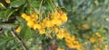 Many bright yellow firethorn berries (Pyracantha coccinea \'Soleil d\'Or\') hang on a bush Royalty Free Stock Photo