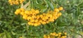 Many bright yellow firethorn berries (Pyracantha coccinea \'Soleil d\'Or\') hang on a bush Royalty Free Stock Photo