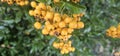 Many bright yellow firethorn berries (Pyracantha coccinea \'Soleil d\'Or\') hang on a bush Royalty Free Stock Photo