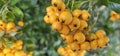 Many bright yellow firethorn berries (Pyracantha coccinea \'Soleil d\'Or\') hang on a bush Royalty Free Stock Photo