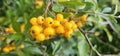 Many bright yellow firethorn berries (Pyracantha coccinea \'Soleil d\'Or\') hang on a bush Royalty Free Stock Photo