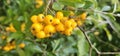 Many bright yellow firethorn berries (Pyracantha coccinea \'Soleil d\'Or\') hang on a bush Royalty Free Stock Photo